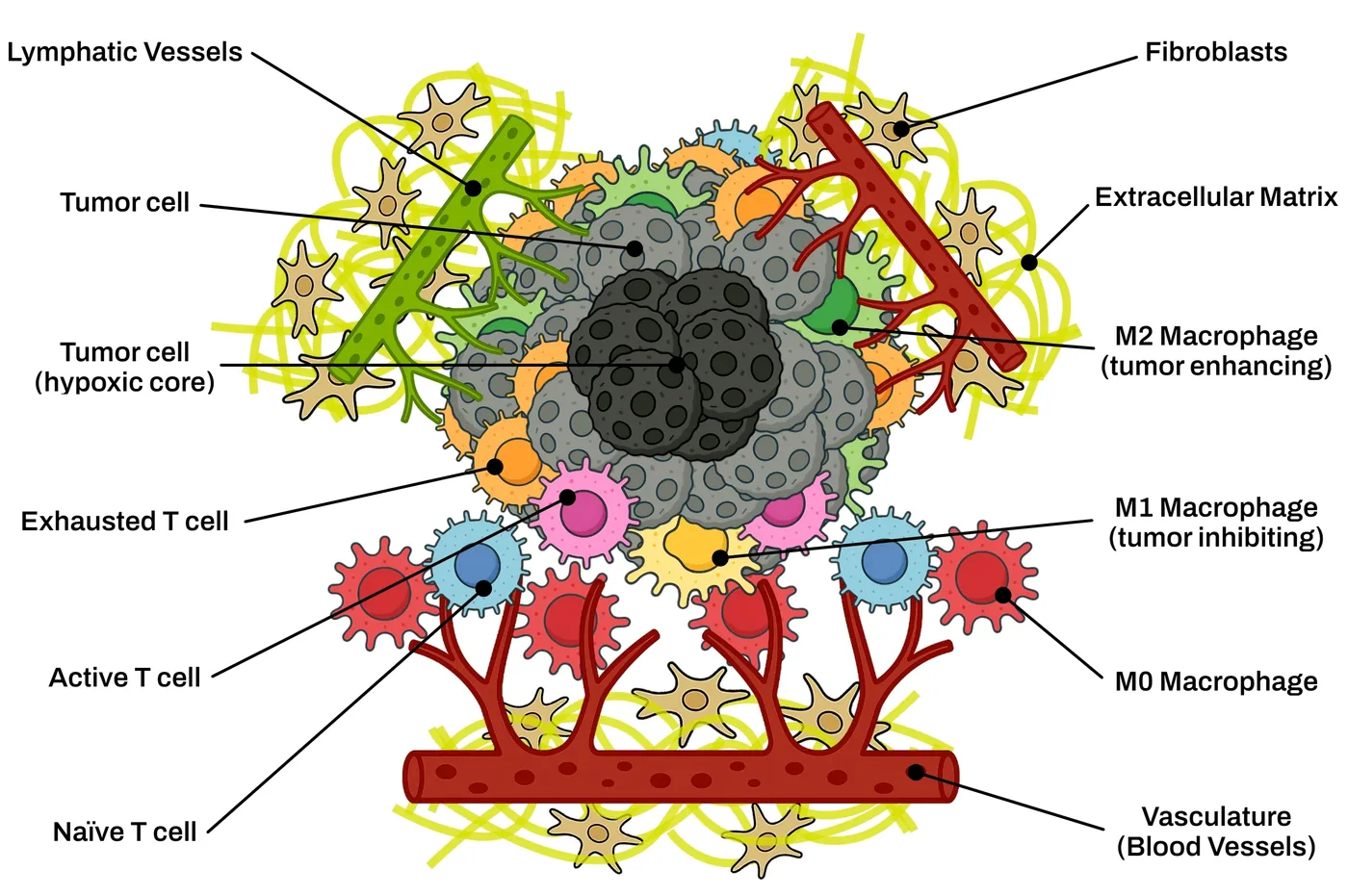 Diagrama del modelo biológico de inmunovigilancia tumoral, diseñado a mano